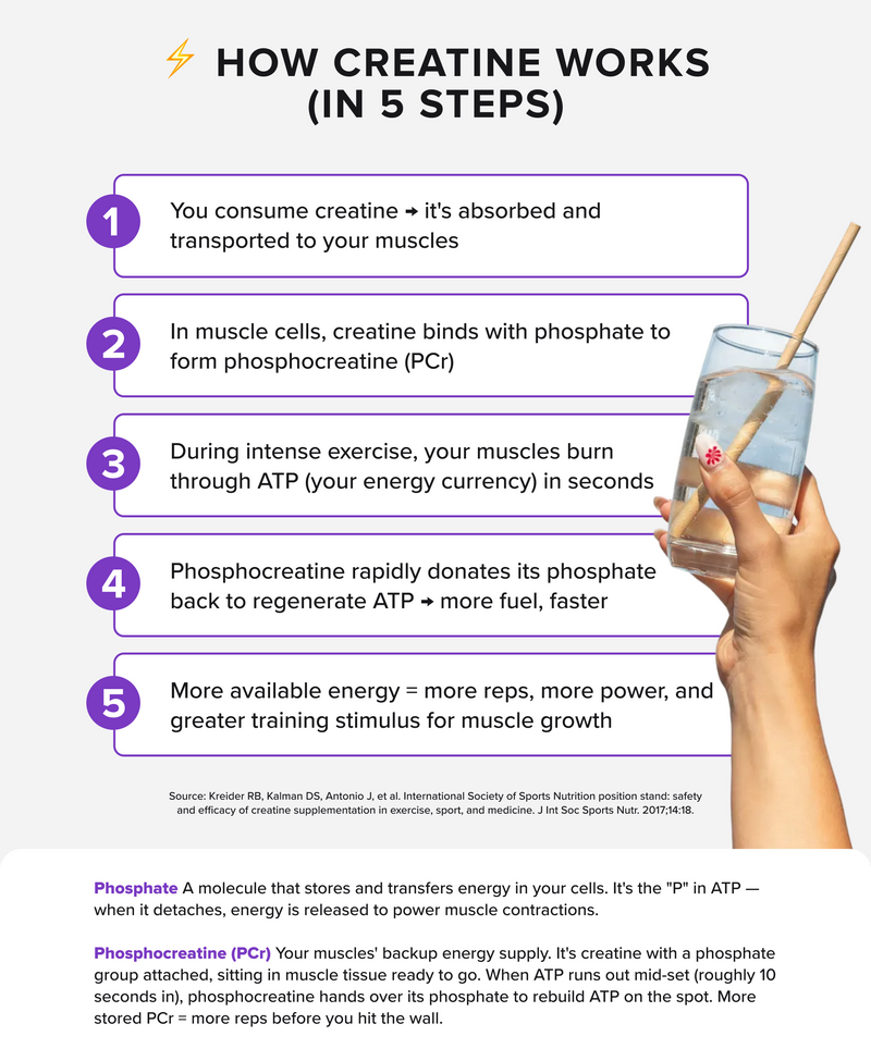 CREATINE MONOHYDRATE - Grape - 50 serves-Creatine-MNSUPPS0371-9359054002432-4-Muscle Nation