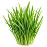 Barley Grass