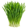 Wheatgrass
